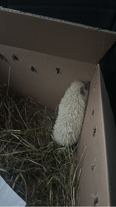 Arici african 2 luni culoare alba