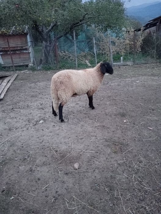 Mieluță carabaș de vânzare