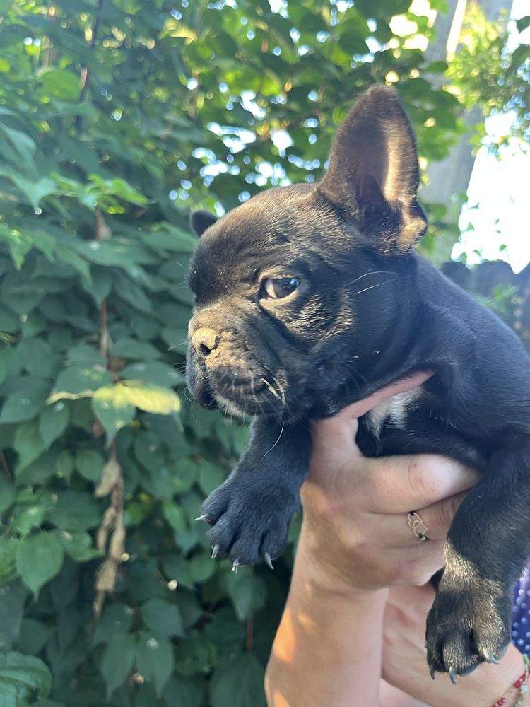 Bulldog francez