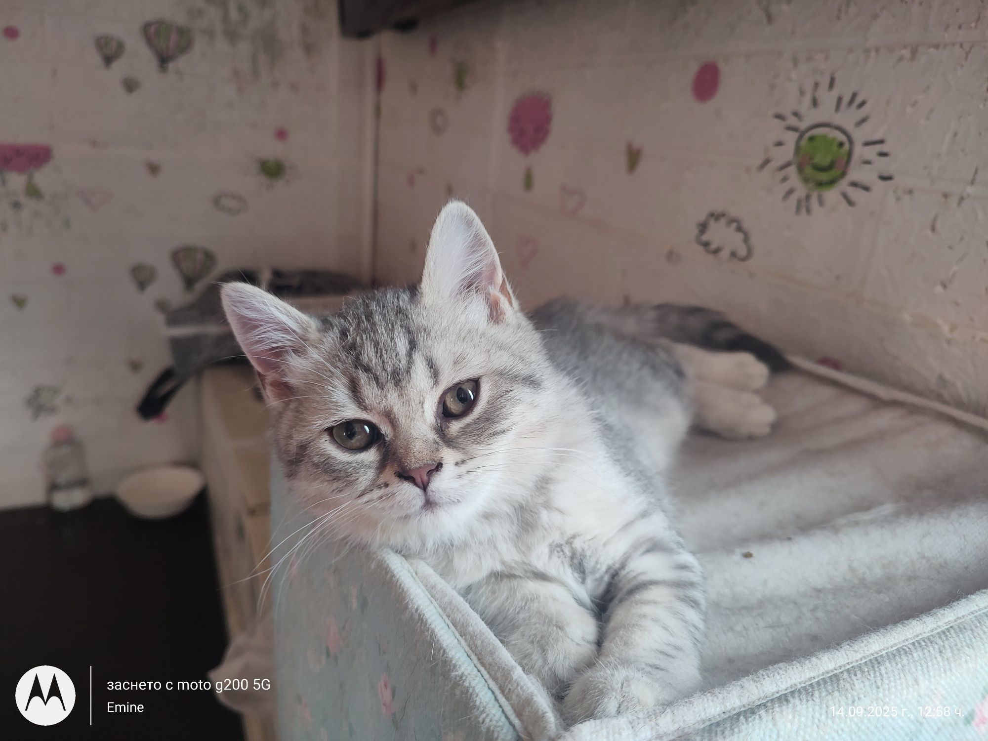 Британски и шотландски котенца