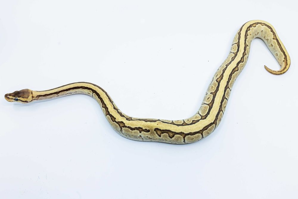 Femelă de Piton Regal (Python Regius) Morph Jigsaw, juvenil
