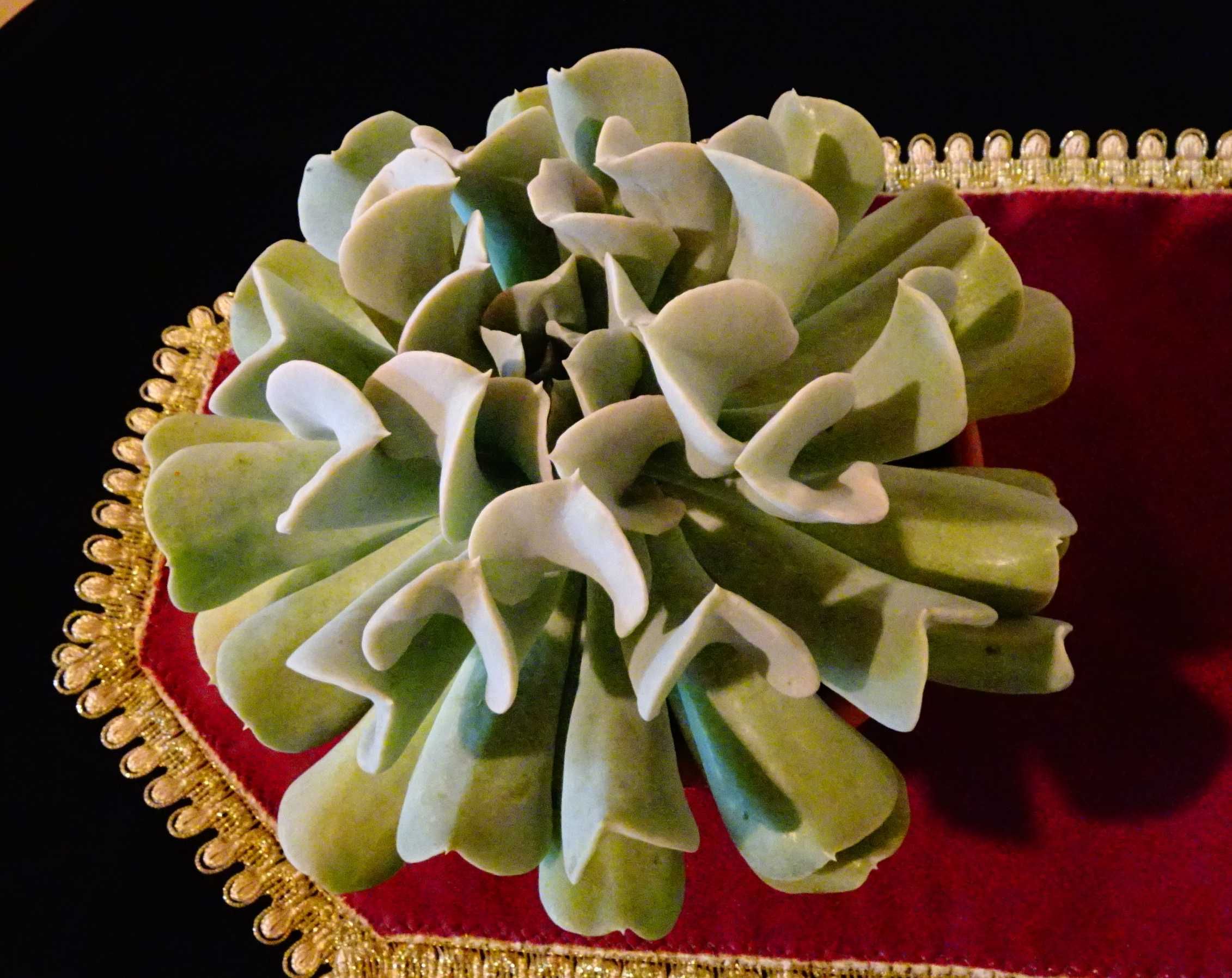 Сукулент Echeveria runionii Topsy Turvy.