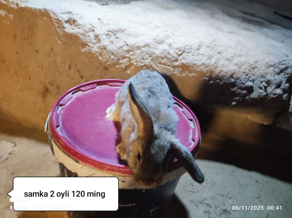 Gibrid quyonlar sotiladi 2 oylik