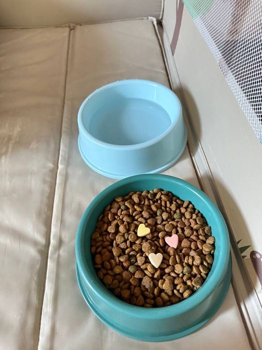 Shodlandskiy skottish fold 1yosh 7oy homlador 50/50