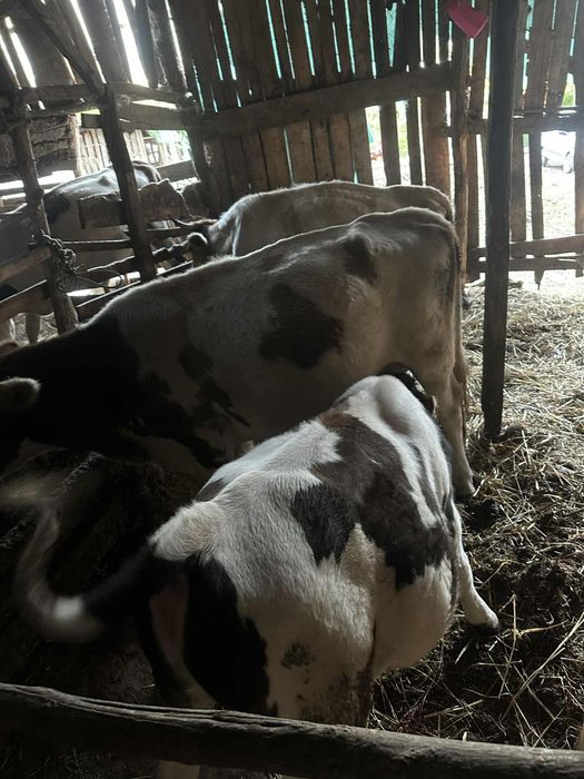 Vand vaci si vitei,viteii ii tai si ii vand si in carcasa..