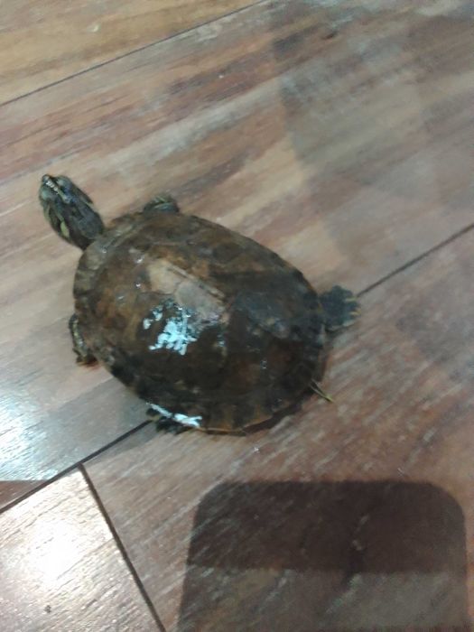 vand broasca testoasa cu acvariu