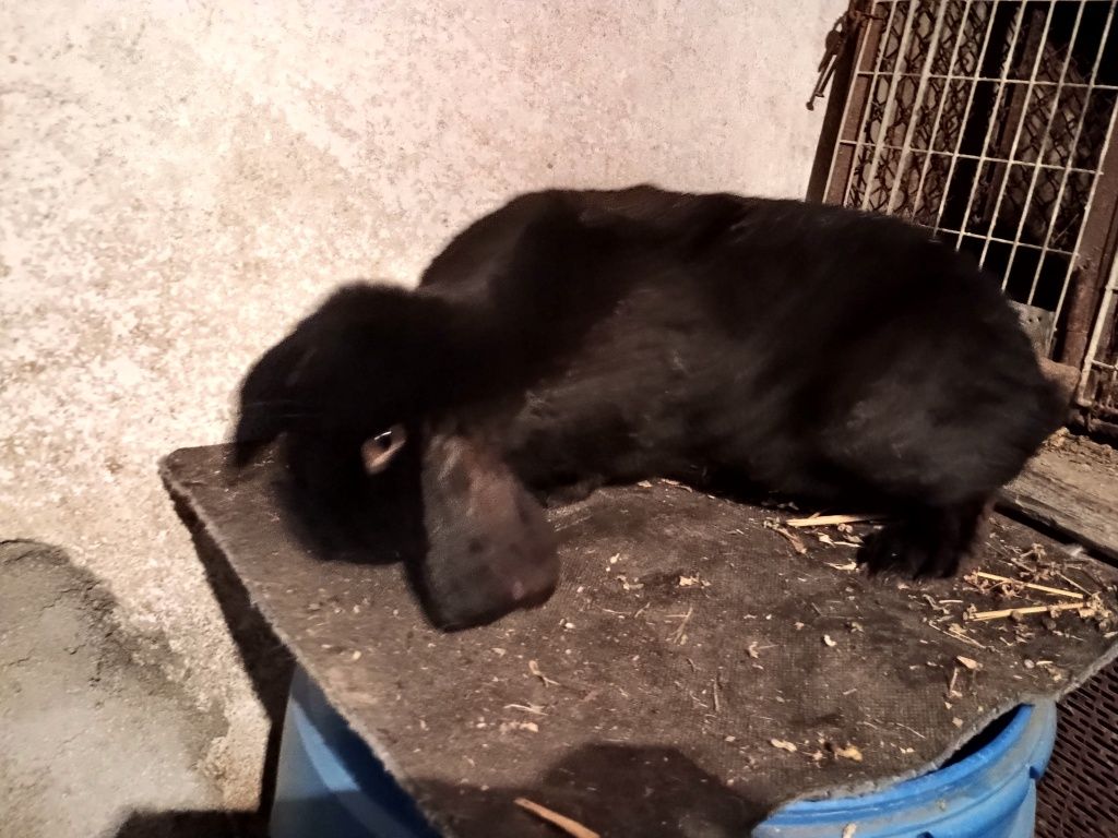 Vând / schimb cu cereale Femele uriaș german și mascul berbec german