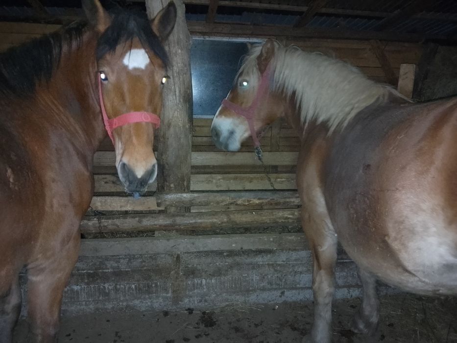 Vând doua mânze tinere și frumoase