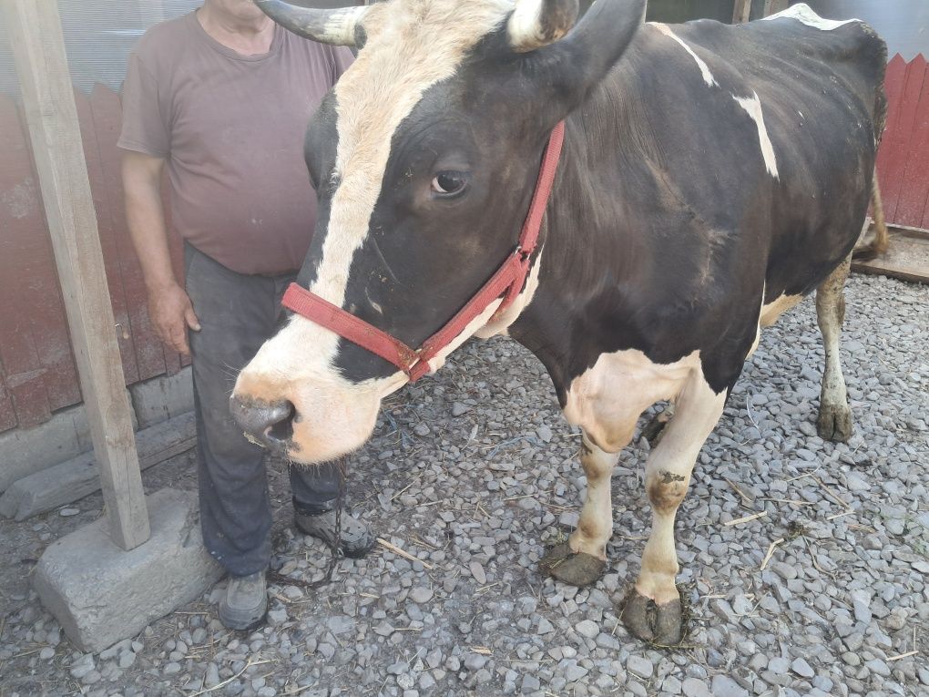 Vand vaca tanara de 1 vitel