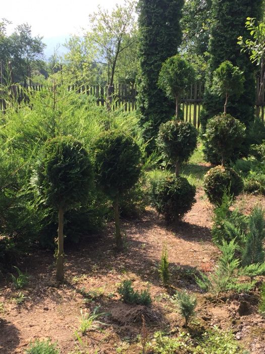 Pepiniera vindem arbori si arbusti ornamentali (TUIA, GARD VIU)