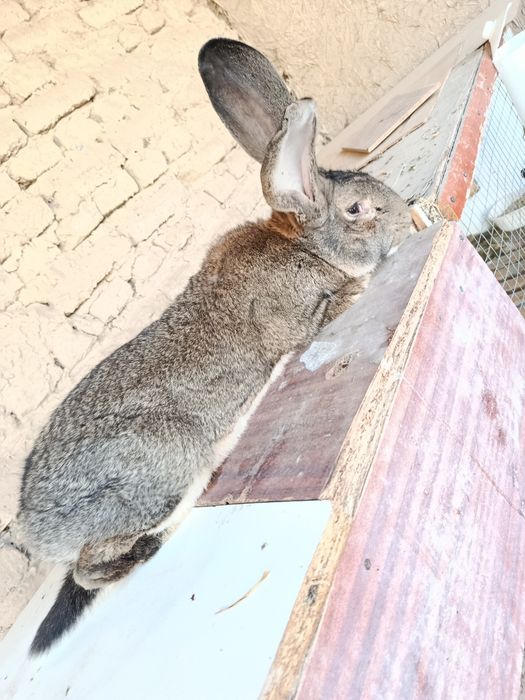 Quyon zotli qoni toza paroda FLANDER SAMECH ERKAK