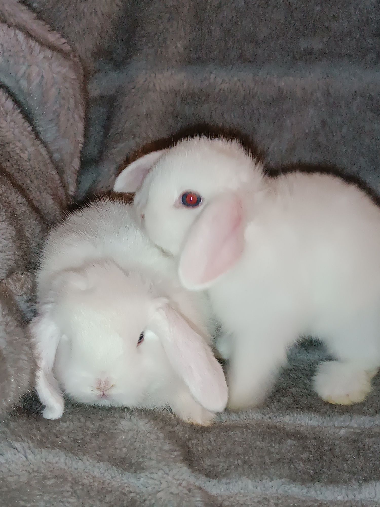 Продаются декоративные кролики порода вислоухий баран