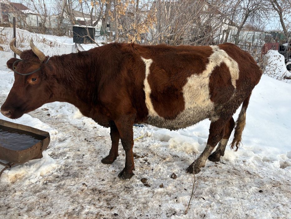 Сиыр семіз сатамын 11 жасар