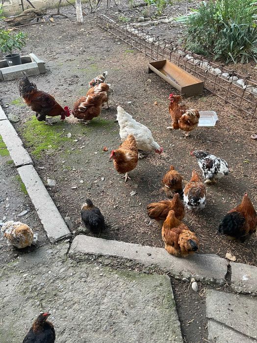 Vand Perechi 80 lei/ pereche Gaini-Cocosi