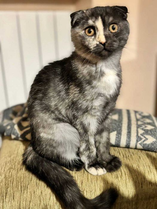 Женско коте шотландска клепоуха