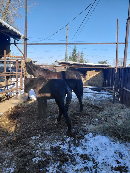 Продам кобылу с жеребёнком.