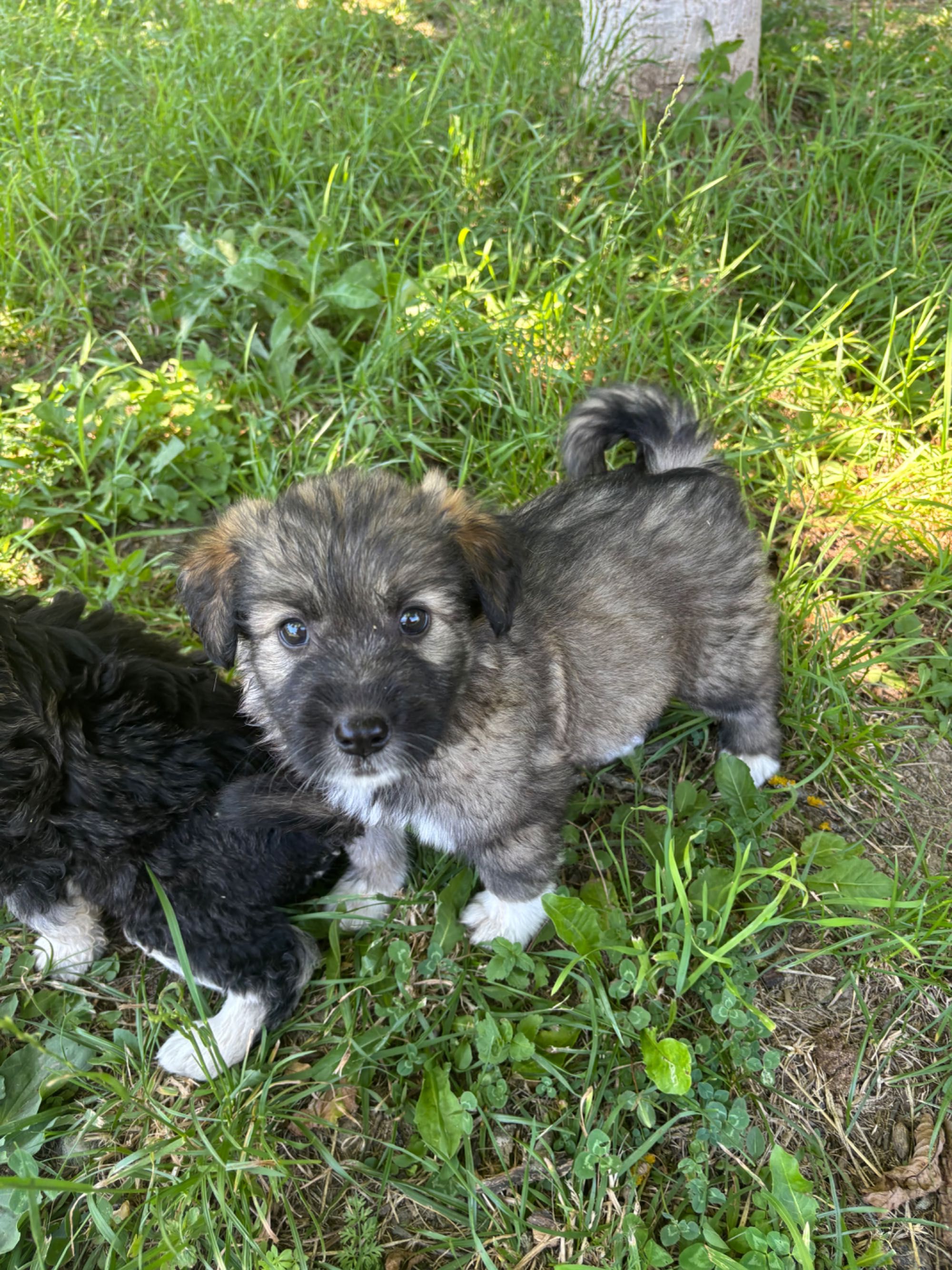Ofer cațelusi pentru adoptie