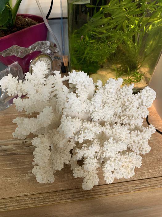 Естествен корал