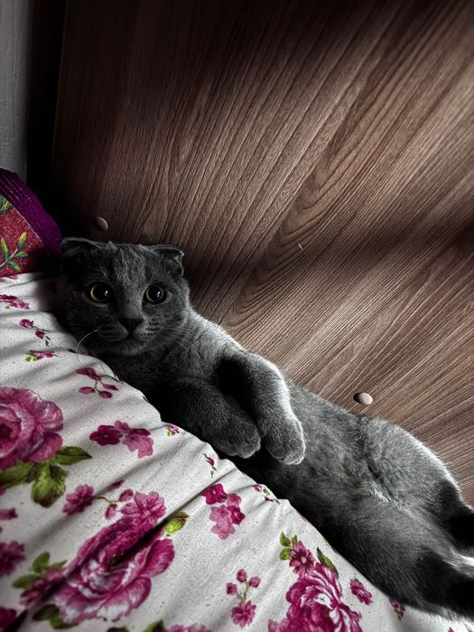 Отдам котенка в добрые руки срочно