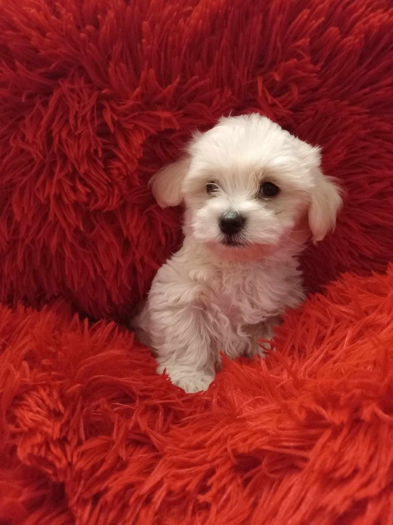 Pui bichon maltez