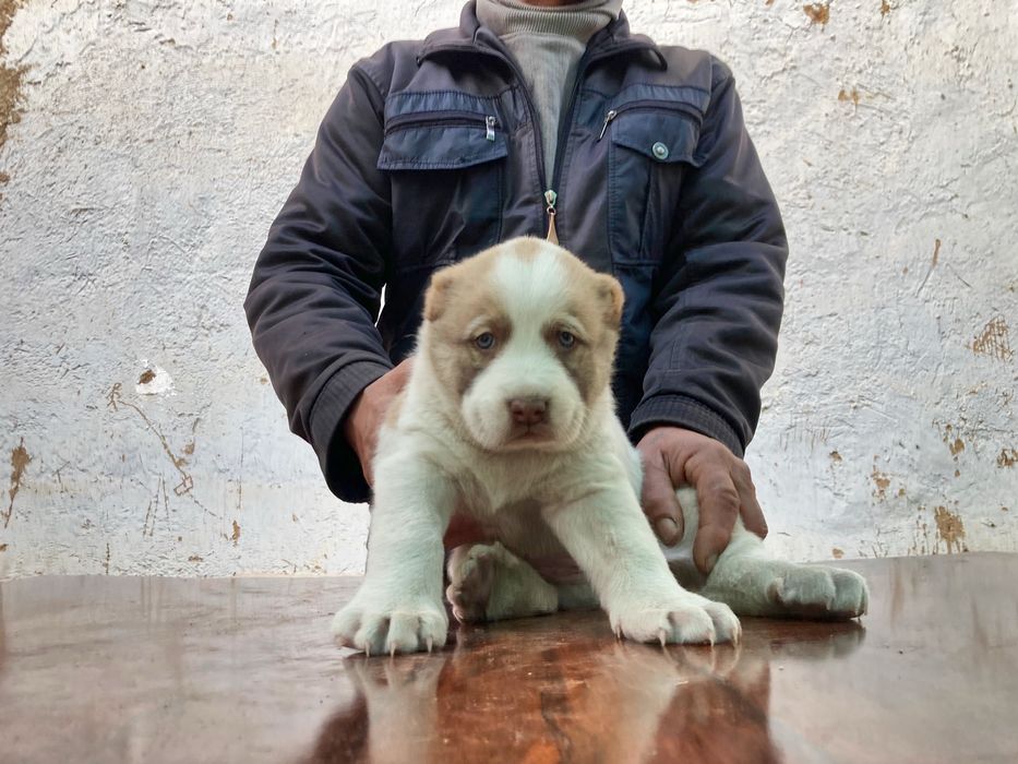 Щенок Туркменского Алабая ( Чистокровный )