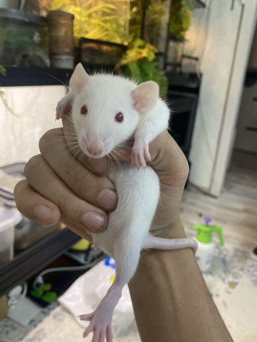 Продам пару крыс Биба и Боба