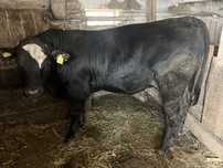Taur de vanzare , 500kg, un an Preț 8000 0 (758) “529 “798