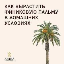 Саженцы финика аджва