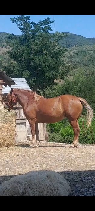 Vând iapă de 5 ani