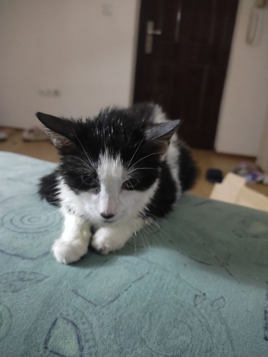 Dau spre adopție doua pisici fete ambele
