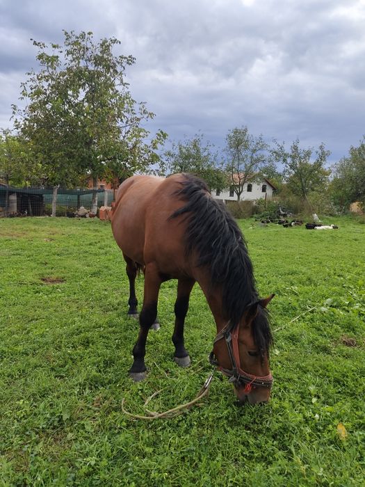 Mânz de vânzare...
