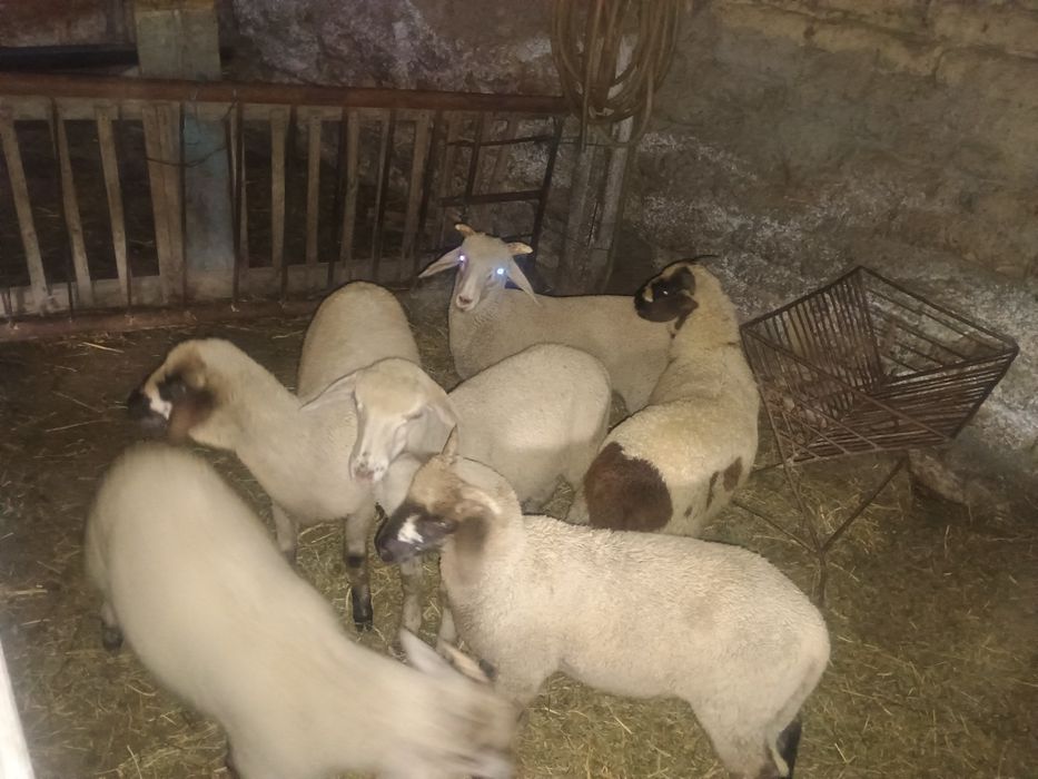 Vând berbecuți de anul acesta