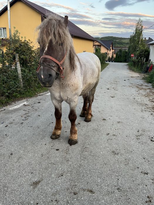 De vanzare armasar de 10 ani