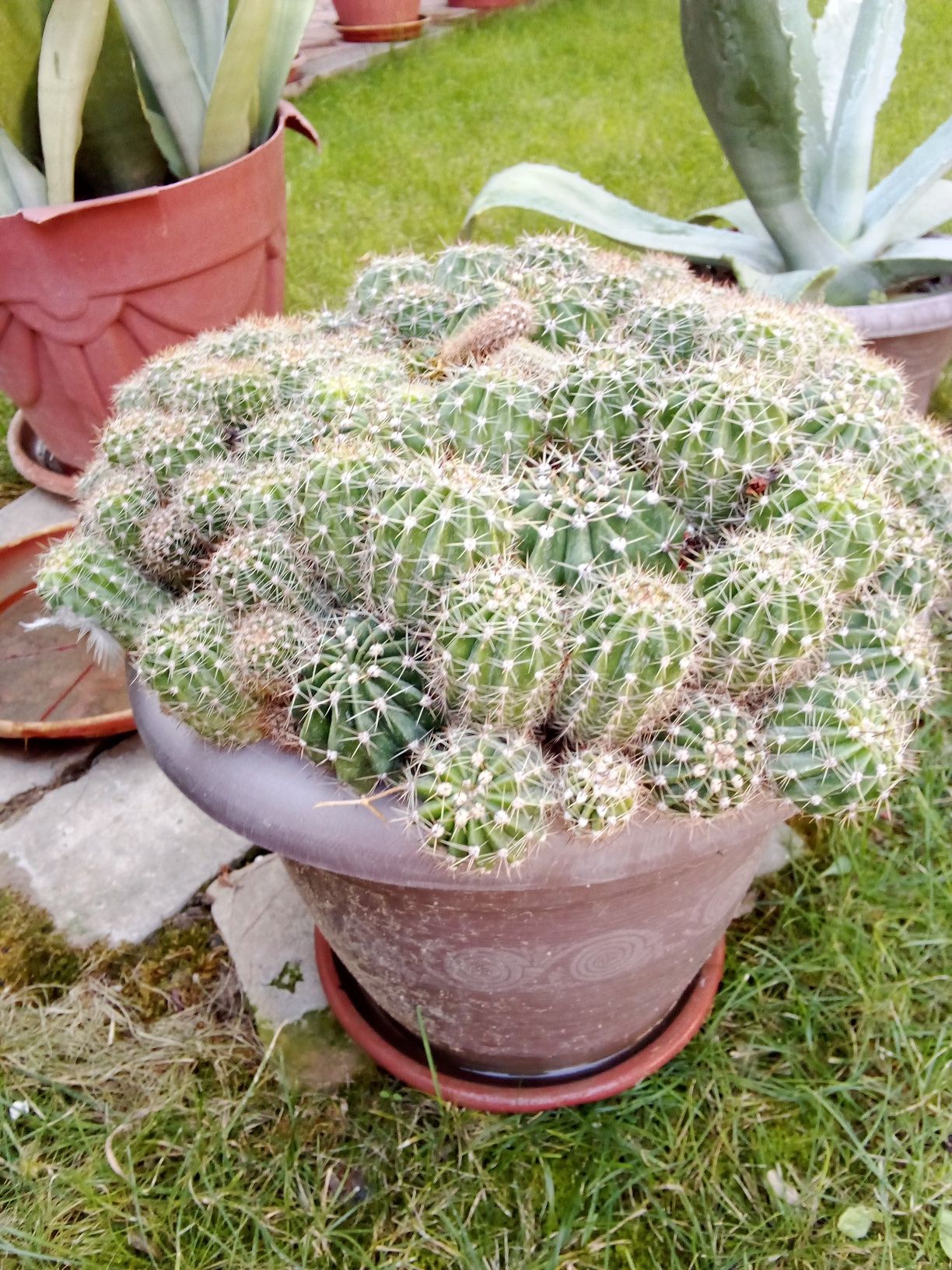 Xonaki gullar sotiladi