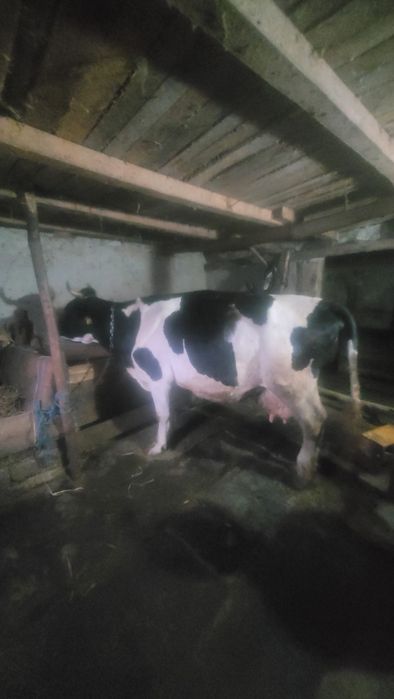 Vând vacă preț negociabil