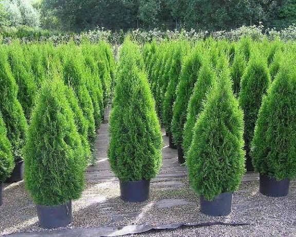 Tuia smaragd la ghiveci