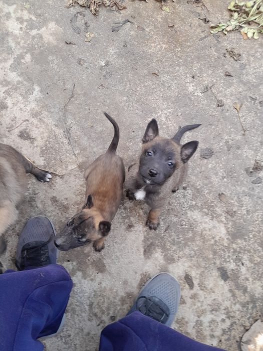 Белгийска овчарка