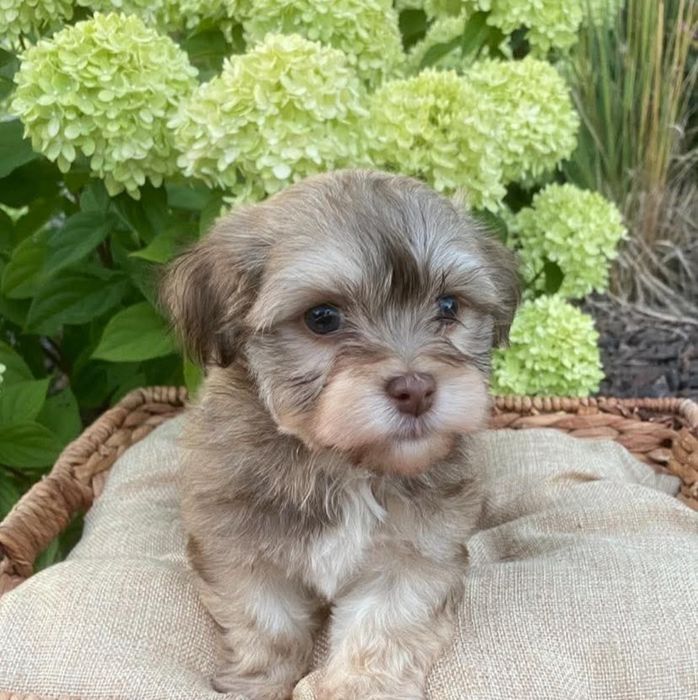 Bichon  havanez  700 lei