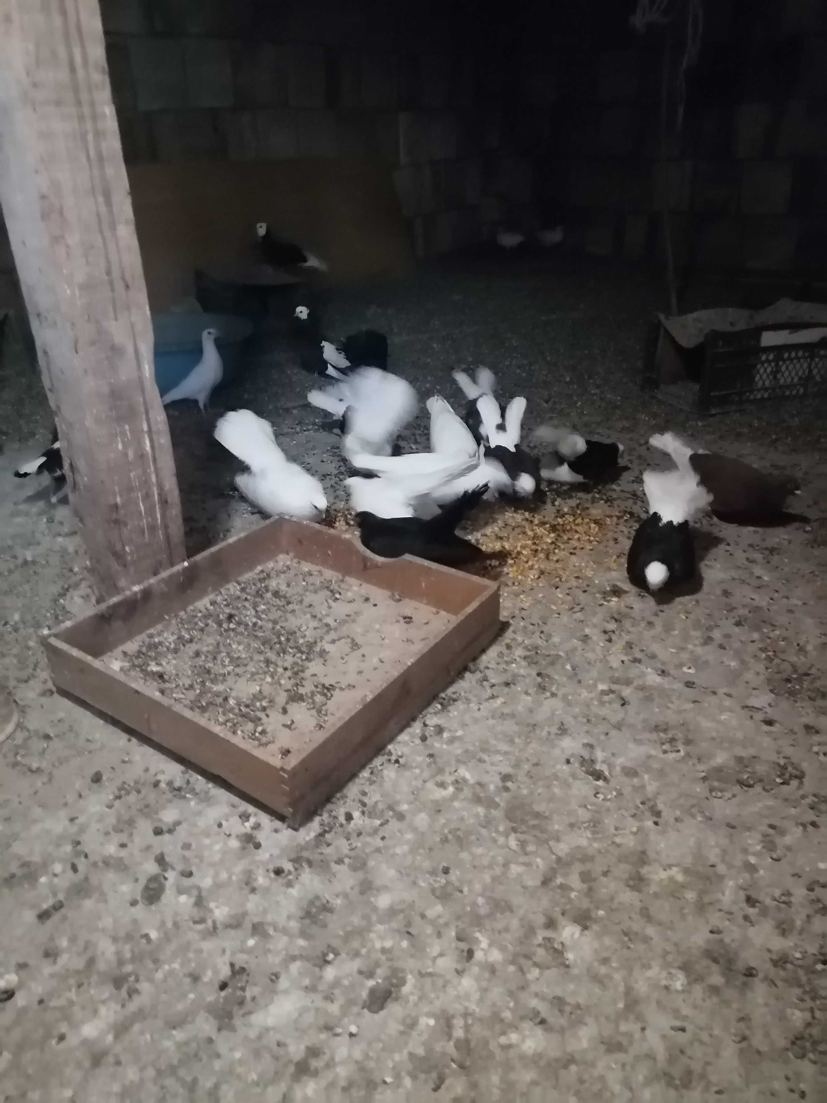 Продавам Въртящи гълъби