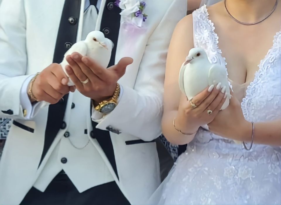 Porumbei albi pentru evenimente