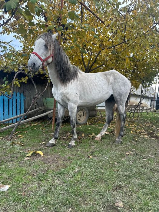 Vand manza 3 ani si un armasar sur 7 ani