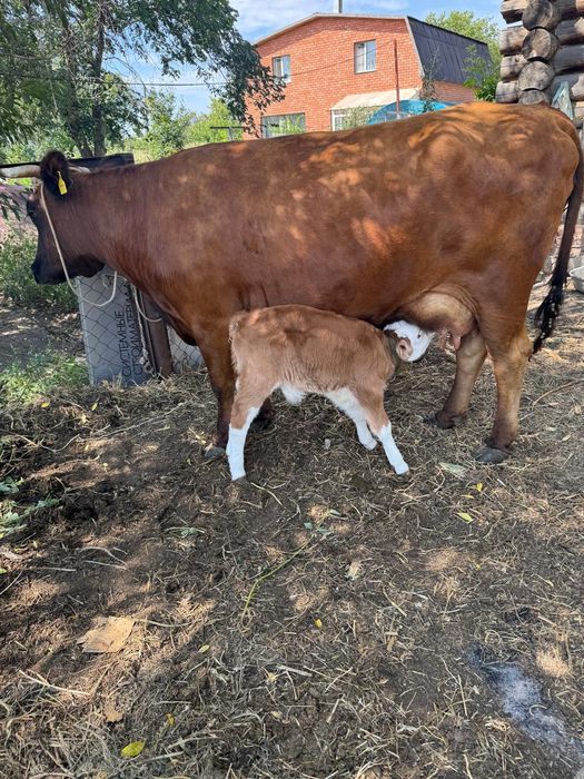Продам дойную корову