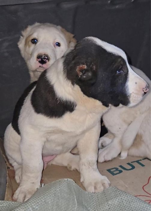 щенки сао алабай тобет