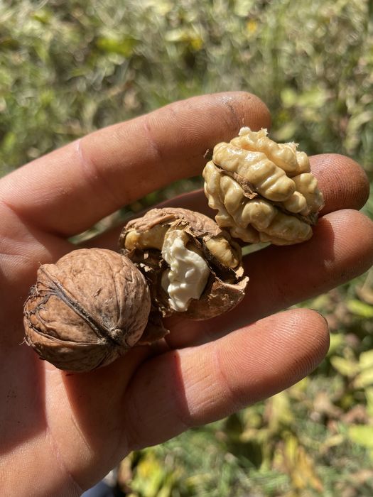 Vand nuci in coaja productie 2025