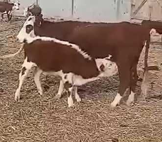 Продам телят бұзау бузау