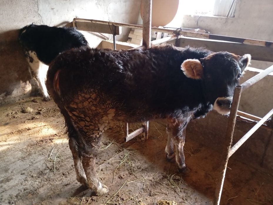 Продам Телочки хороший