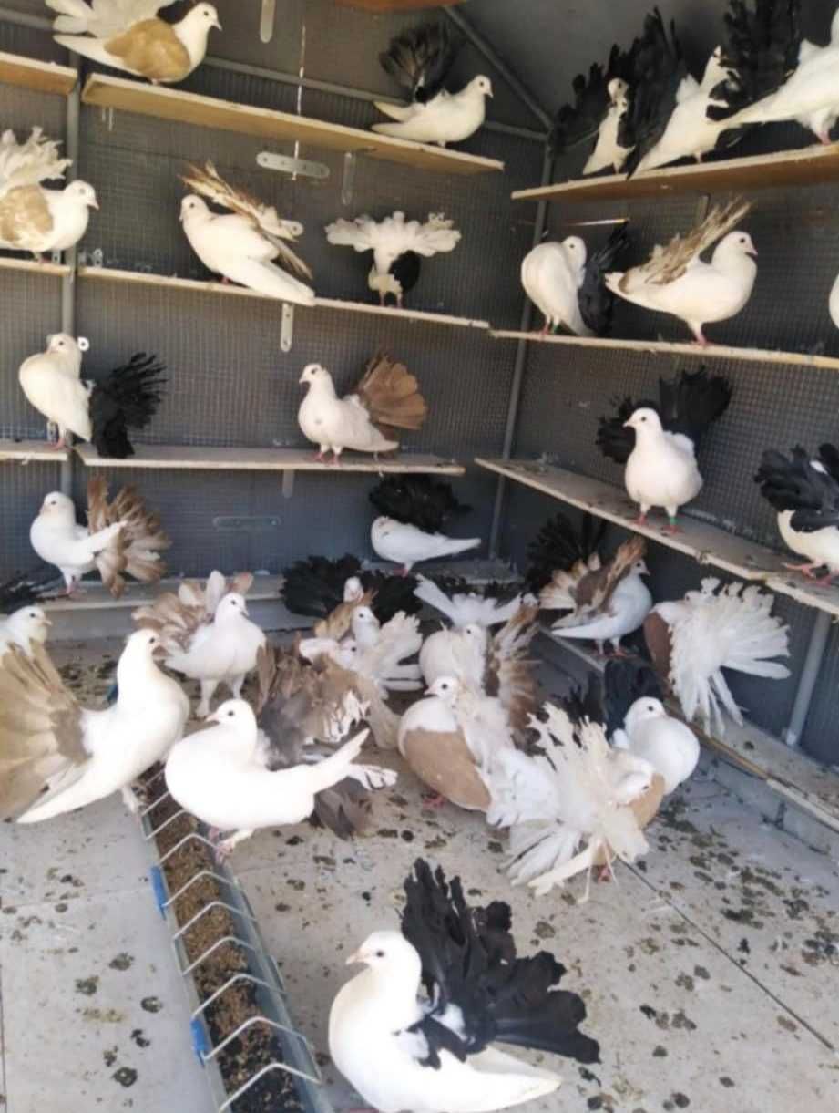 Продавам фенерлии