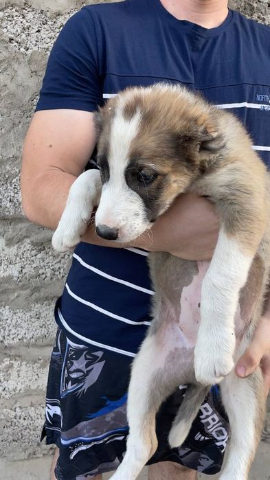 Щенки алабай мальчики