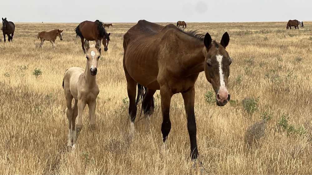 Ахалтекинская чистокровная кобыла, бие, лошадь, СРОЧНО