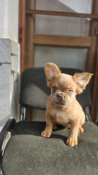 Солид Изабела Флъфи Френски Булдог